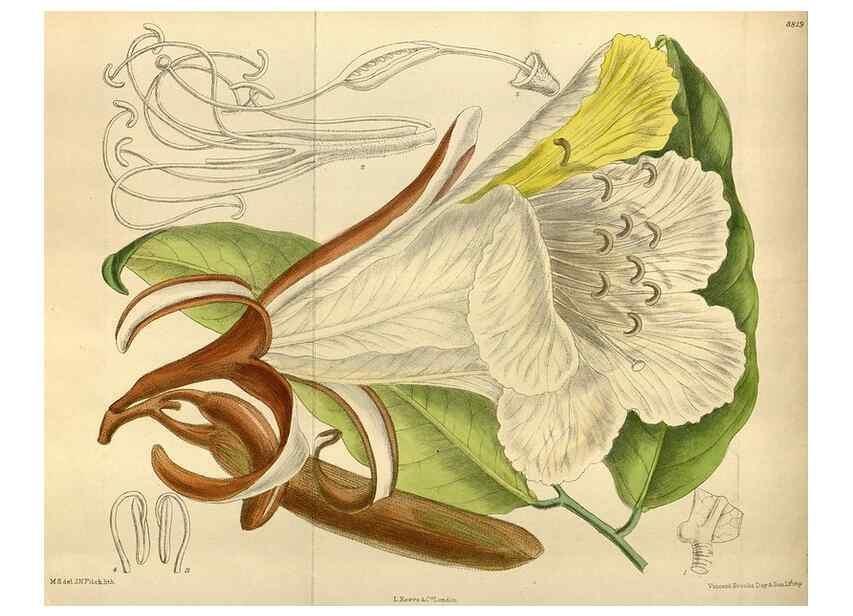 Reproducción/Reproduction 35668162310: Curtis's botanical magazine.. London ; New York [etc.] :Academic Press [etc.]