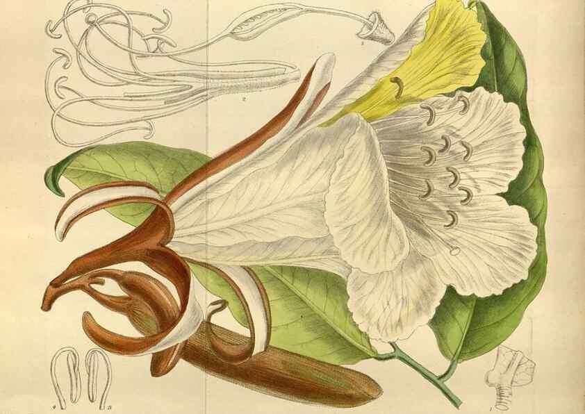 Reproducción/Reproduction 35668162310: Curtis's botanical magazine.. London ; New York [etc.] :Academic Press [etc.]