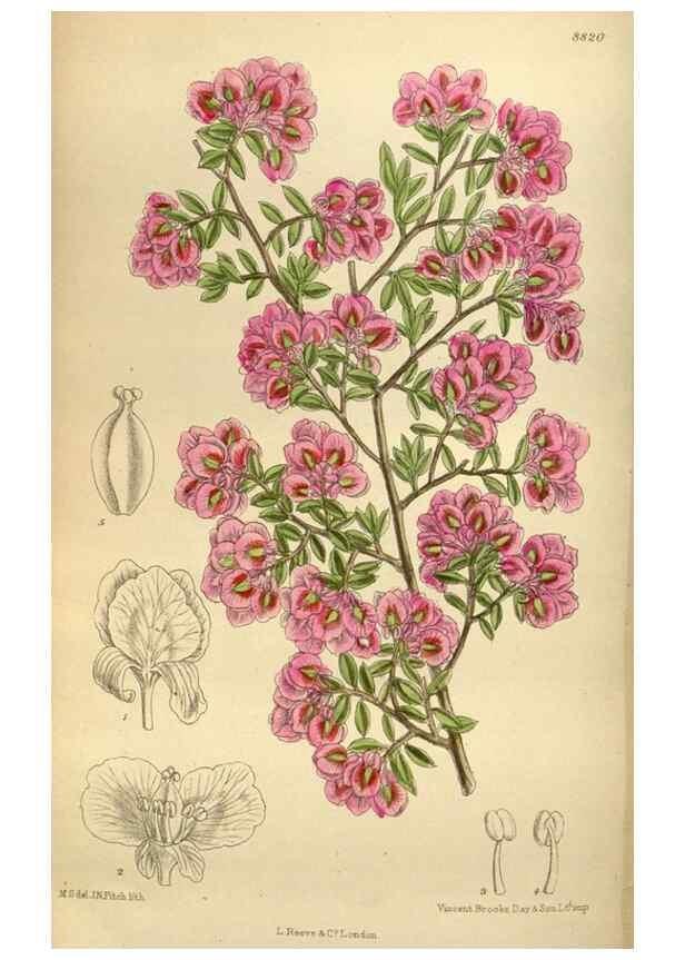 Reproducción/Reproduction 36057854045: Curtis's botanical magazine.. London ; New York [etc.] :Academic Press [etc.]