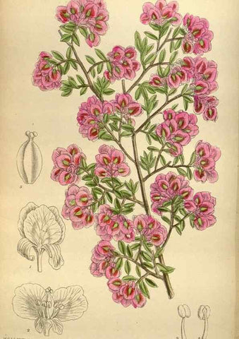 Reproducción/Reproduction 36057854045: Curtis's botanical magazine.. London ; New York [etc.] :Academic Press [etc.]
