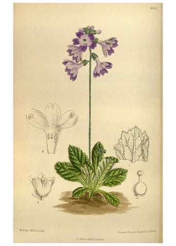 Reproducción/Reproduction 36057855025: Curtis's botanical magazine.. London ; New York [etc.] :Academic Press [etc.]