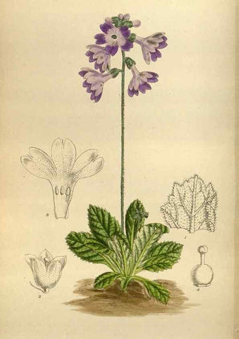 Reproducción/Reproduction 36057855025: Curtis's botanical magazine.. London ; New York [etc.] :Academic Press [etc.]