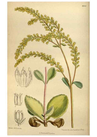 Reproducción/Reproduction 36057855935: Curtis's botanical magazine.. London ; New York [etc.] :Academic Press [etc.]