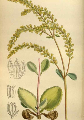 Reproducción/Reproduction 36057855935: Curtis's botanical magazine.. London ; New York [etc.] :Academic Press [etc.]