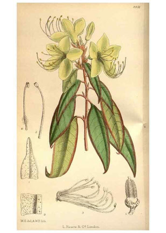 Reproducción/Reproduction 35218357974: Curtis's botanical magazine.. London ; New York [etc.] :Academic Press [etc.]