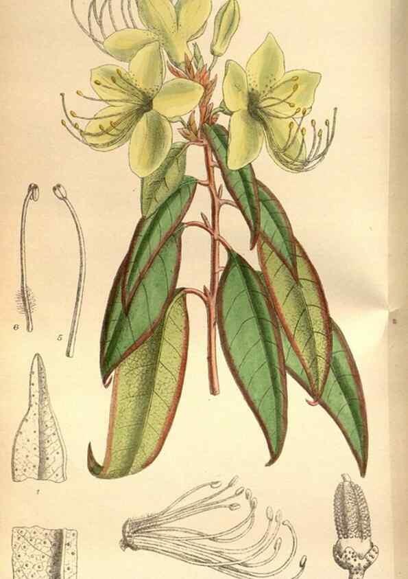Reproducción/Reproduction 35218357974: Curtis's botanical magazine.. London ; New York [etc.] :Academic Press [etc.]