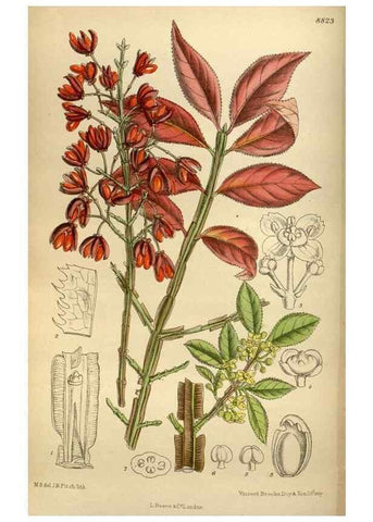 Reproducción/Reproduction 35218246164: Curtis's botanical magazine.. London ; New York [etc.] :Academic Press [etc.]