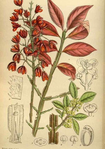 Reproducción/Reproduction 35218246164: Curtis's botanical magazine.. London ; New York [etc.] :Academic Press [etc.]