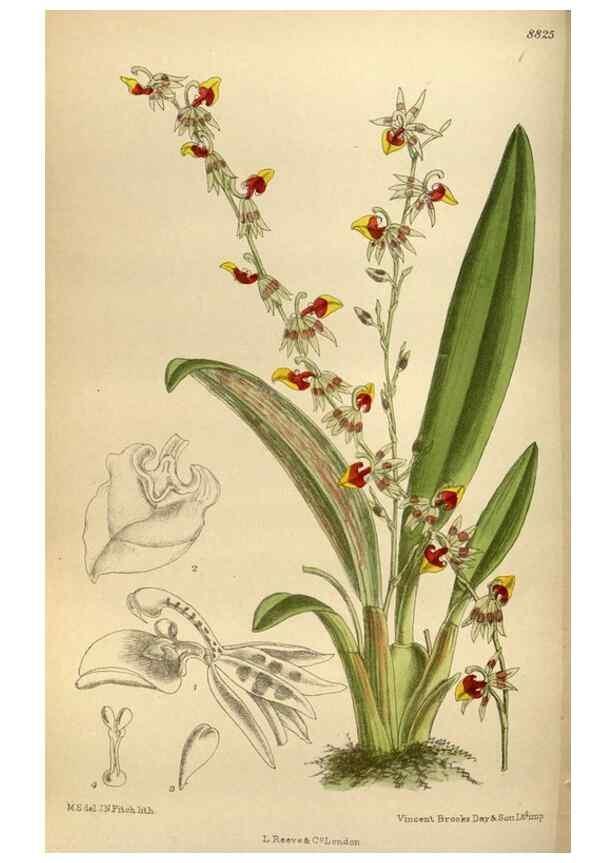 Reproducción/Reproduction 35924549851: Curtis's botanical magazine.. London ; New York [etc.] :Academic Press [etc.]