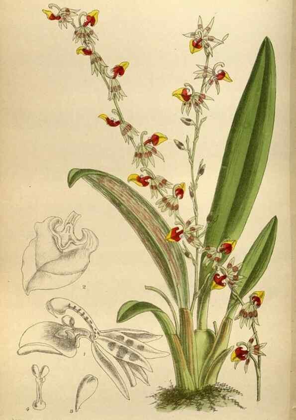 Reproducción/Reproduction 35924549851: Curtis's botanical magazine.. London ; New York [etc.] :Academic Press [etc.]
