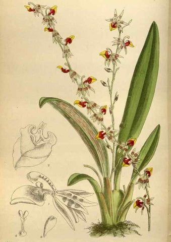 Reproducción/Reproduction 35924549851: Curtis's botanical magazine.. London ; New York [etc.] :Academic Press [etc.]