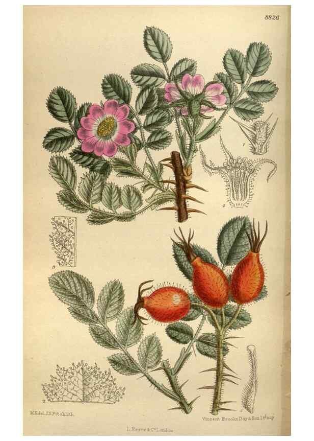Reproducción/Reproduction 35924553721: Curtis's botanical magazine.. London ; New York [etc.] :Academic Press [etc.]
