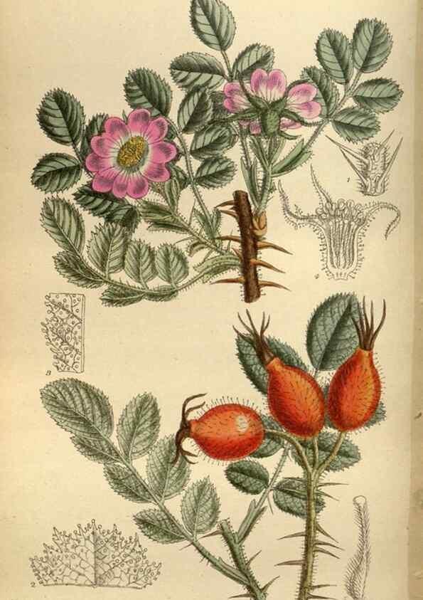 Reproducción/Reproduction 35924553721: Curtis's botanical magazine.. London ; New York [etc.] :Academic Press [etc.]