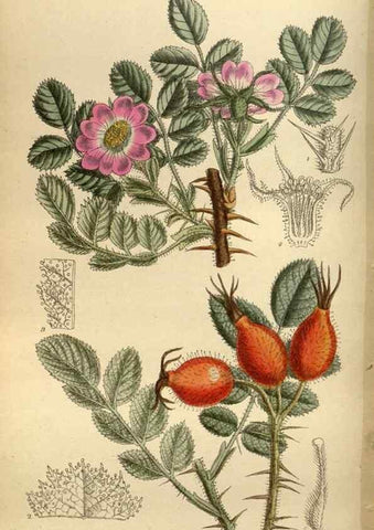 Reproducción/Reproduction 35924553721: Curtis's botanical magazine.. London ; New York [etc.] :Academic Press [etc.]