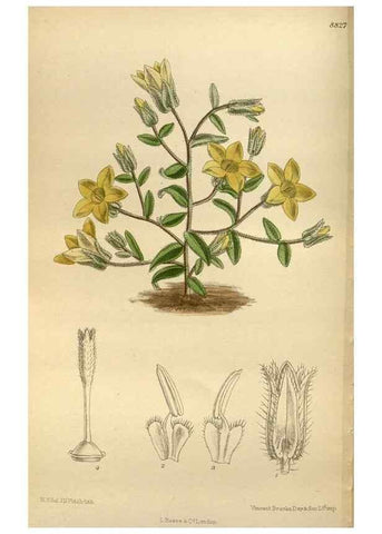 Reproducción/Reproduction 35924557621: Curtis's botanical magazine.. London ; New York [etc.] :Academic Press [etc.]