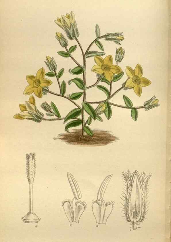Reproducción/Reproduction 35924557621: Curtis's botanical magazine.. London ; New York [etc.] :Academic Press [etc.]