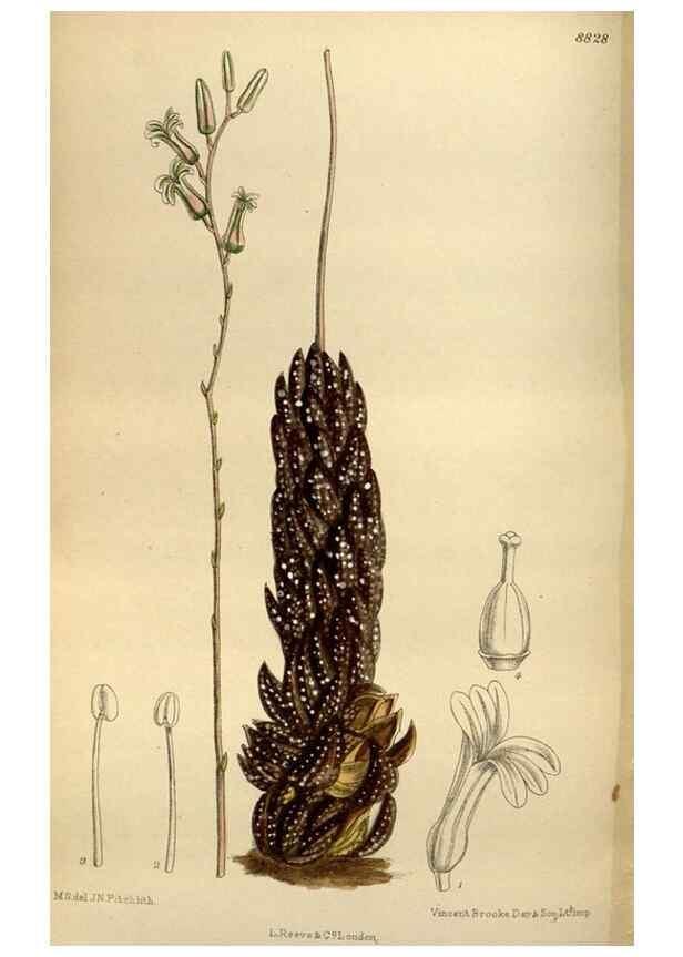 Reproducción/Reproduction 35924561091: Curtis's botanical magazine.. London ; New York [etc.] :Academic Press [etc.]