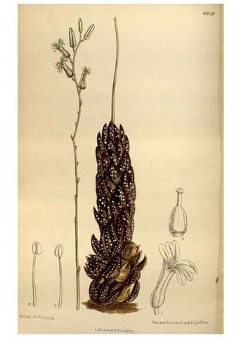 Reproducción/Reproduction 35924561091: Curtis's botanical magazine.. London ; New York [etc.] :Academic Press [etc.]