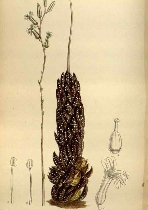 Reproducción/Reproduction 35924561091: Curtis's botanical magazine.. London ; New York [etc.] :Academic Press [etc.]