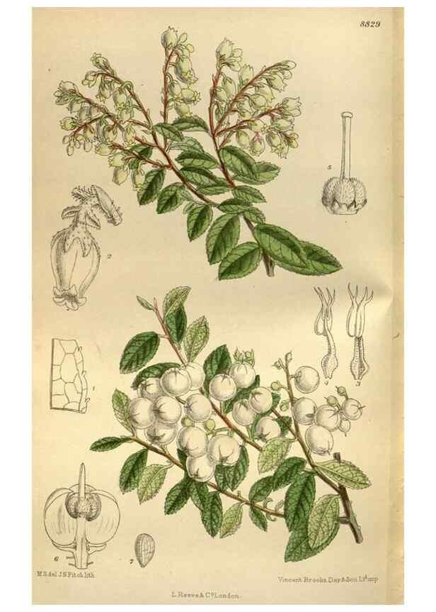 Reproducción/Reproduction 35924564931: Curtis's botanical magazine.. London ; New York [etc.] :Academic Press [etc.]