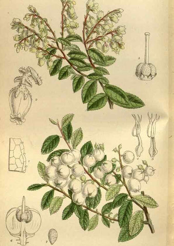 Reproducción/Reproduction 35924564931: Curtis's botanical magazine.. London ; New York [etc.] :Academic Press [etc.]