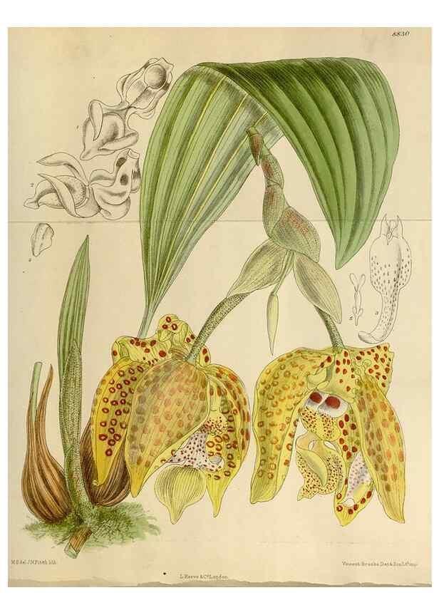 Reproducción/Reproduction 35249235613: Curtis's botanical magazine.. London ; New York [etc.] :Academic Press [etc.]