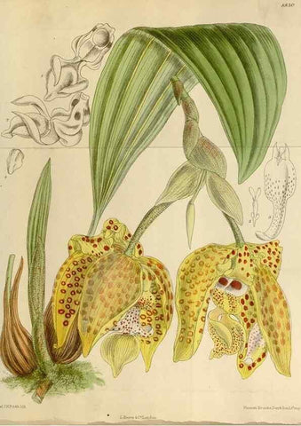Reproducción/Reproduction 35249235613: Curtis's botanical magazine.. London ; New York [etc.] :Academic Press [etc.]
