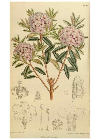 Reproducción/Reproduction 35249237333: Curtis's botanical magazine.. London ; New York [etc.] :Academic Press [etc.]