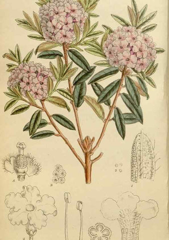 Reproducción/Reproduction 35249237333: Curtis's botanical magazine.. London ; New York [etc.] :Academic Press [etc.]
