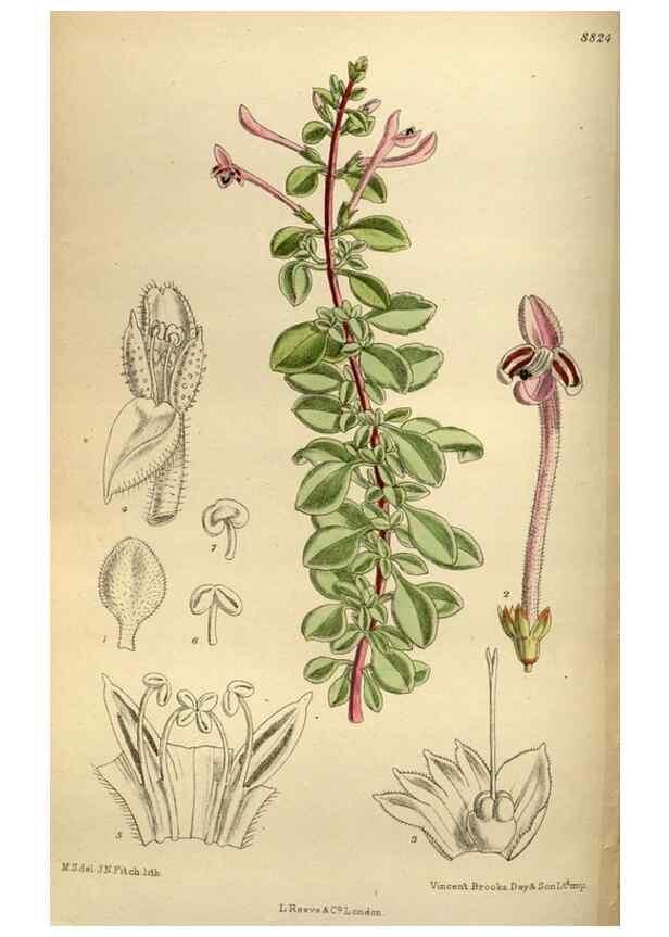Reproducción/Reproduction 35218248034: Curtis's botanical magazine.. London ; New York [etc.] :Academic Press [etc.]