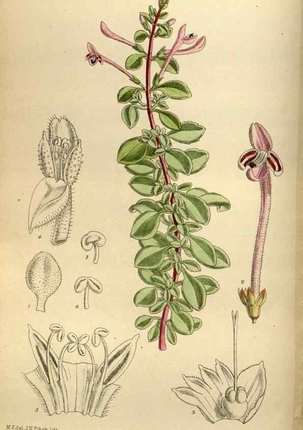 Reproducción/Reproduction 35218248034: Curtis's botanical magazine.. London ; New York [etc.] :Academic Press [etc.]