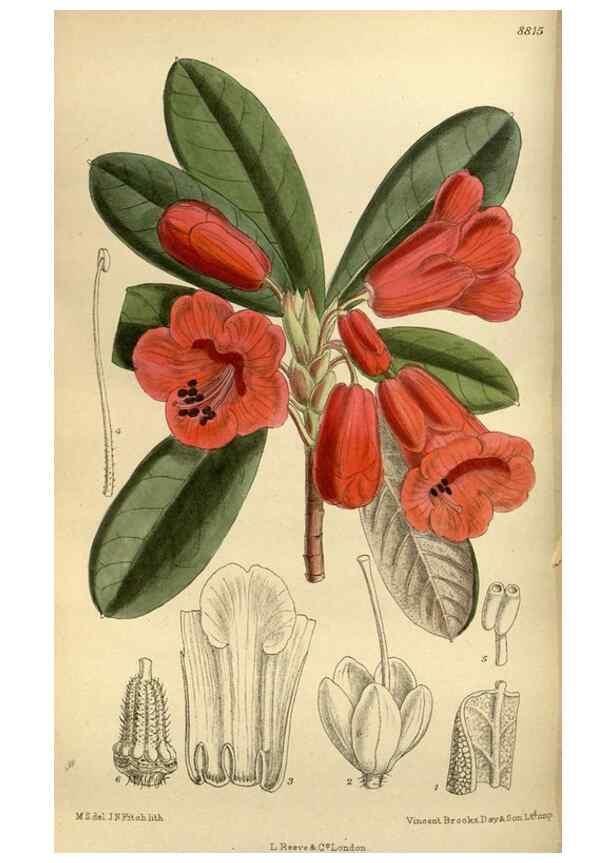 Reproducción/Reproduction 35218231614: Curtis's botanical magazine.. London ; New York [etc.] :Academic Press [etc.]
