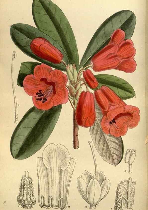 Reproducción/Reproduction 35218231614: Curtis's botanical magazine.. London ; New York [etc.] :Academic Press [etc.]