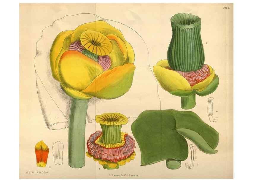 Reproducción/Reproduction 35218359064: Curtis's botanical magazine.. London ; New York [etc.] :Academic Press [etc.]