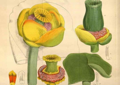 Reproducción/Reproduction 35218359064: Curtis's botanical magazine.. London ; New York [etc.] :Academic Press [etc.]