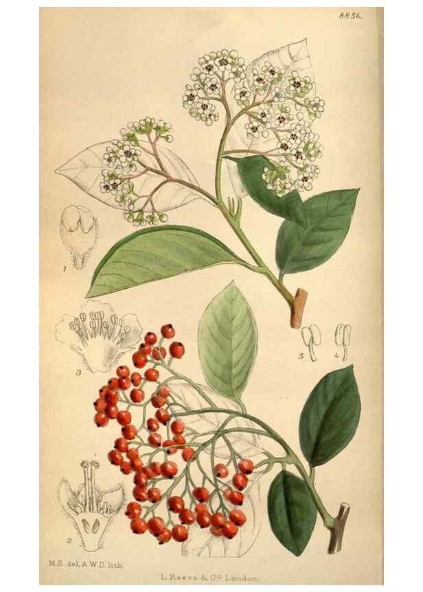 Reproducción/Reproduction 35218361614: Curtis's botanical magazine.. London ; New York [etc.] :Academic Press [etc.]
