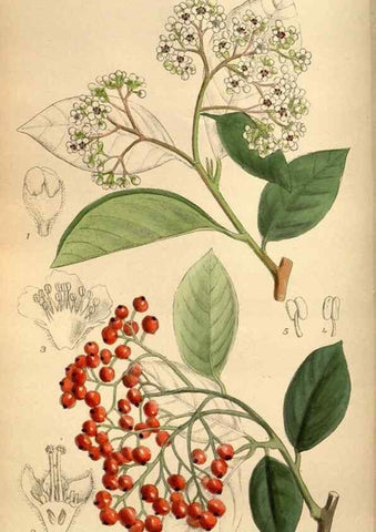 Reproducción/Reproduction 35218361614: Curtis's botanical magazine.. London ; New York [etc.] :Academic Press [etc.]