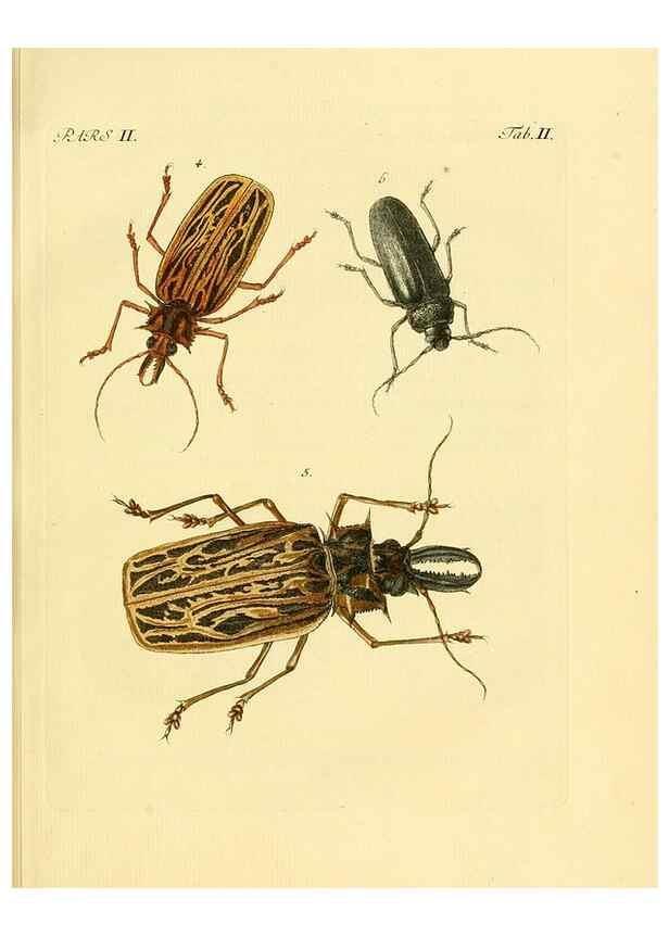 Reproducción/Reproduction 35560878533: J.E. Voet. M Doct. Catalogus systematicus coleopterorum =. À la Haye :Chez G. Bakhusen,[1804]-1806.