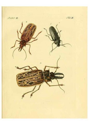 Reproducción/Reproduction 35560878533: J.E. Voet. M Doct. Catalogus systematicus coleopterorum =. À la Haye :Chez G. Bakhusen,[1804]-1806.