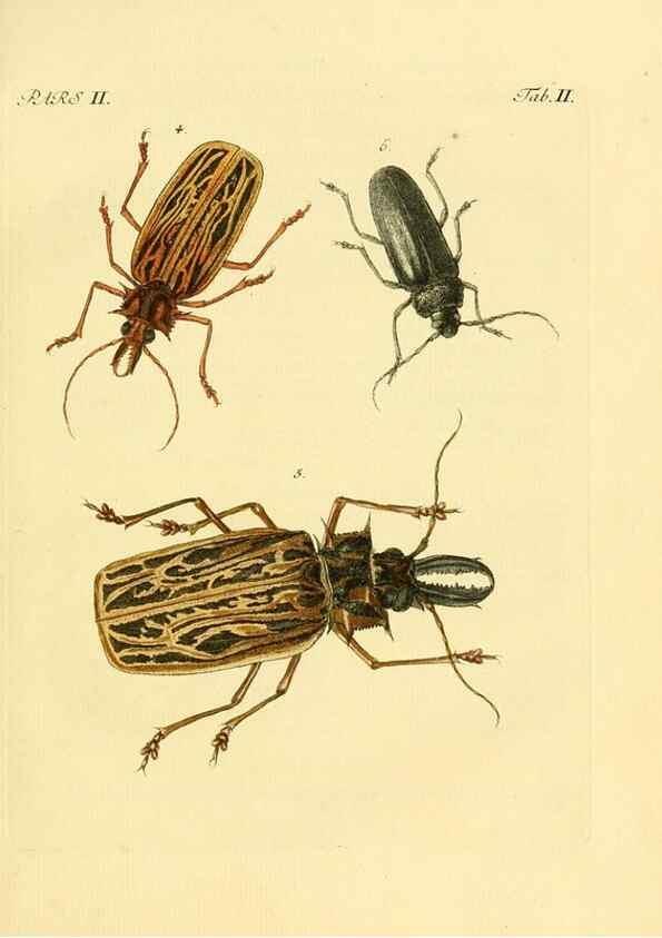 Reproducción/Reproduction 35560878533: J.E. Voet. M Doct. Catalogus systematicus coleopterorum =. À la Haye :Chez G. Bakhusen,[1804]-1806.