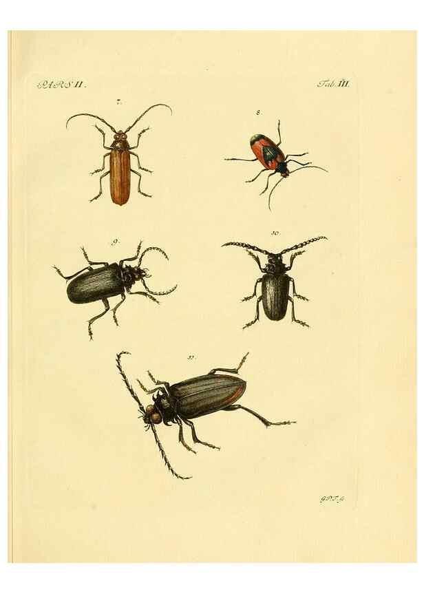 Reproducción/Reproduction 35560879633: J.E. Voet. M Doct. Catalogus systematicus coleopterorum =. À la Haye :Chez G. Bakhusen,[1804]-1806.