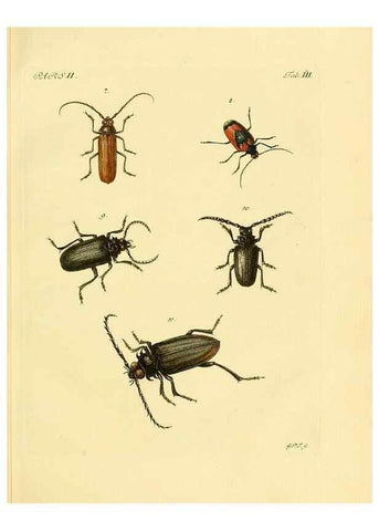 Reproducción/Reproduction 35560879633: J.E. Voet. M Doct. Catalogus systematicus coleopterorum =. À la Haye :Chez G. Bakhusen,[1804]-1806.