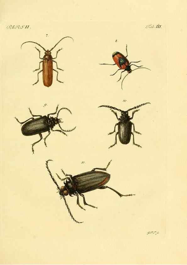 Reproducción/Reproduction 35560879633: J.E. Voet. M Doct. Catalogus systematicus coleopterorum =. À la Haye :Chez G. Bakhusen,[1804]-1806.
