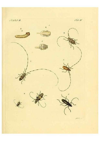 Reproducción/Reproduction 35560880993: J.E. Voet. M Doct. Catalogus systematicus coleopterorum =. À la Haye :Chez G. Bakhusen,[1804]-1806.