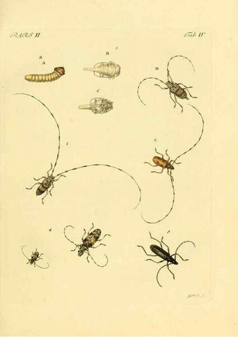 Reproducción/Reproduction 35560880993: J.E. Voet. M Doct. Catalogus systematicus coleopterorum =. À la Haye :Chez G. Bakhusen,[1804]-1806.