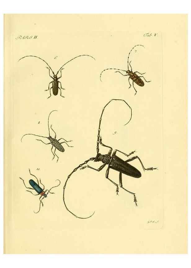 Reproducción/Reproduction 35972490500: J.E. Voet. M Doct. Catalogus systematicus coleopterorum =. À la Haye :Chez G. Bakhusen,[1804]-1806.