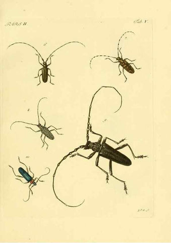 Reproducción/Reproduction 35972490500: J.E. Voet. M Doct. Catalogus systematicus coleopterorum =. À la Haye :Chez G. Bakhusen,[1804]-1806.