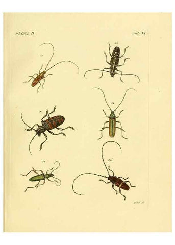 Reproducción/Reproduction 35972492060: J.E. Voet. M Doct. Catalogus systematicus coleopterorum =. À la Haye :Chez G. Bakhusen,[1804]-1806.