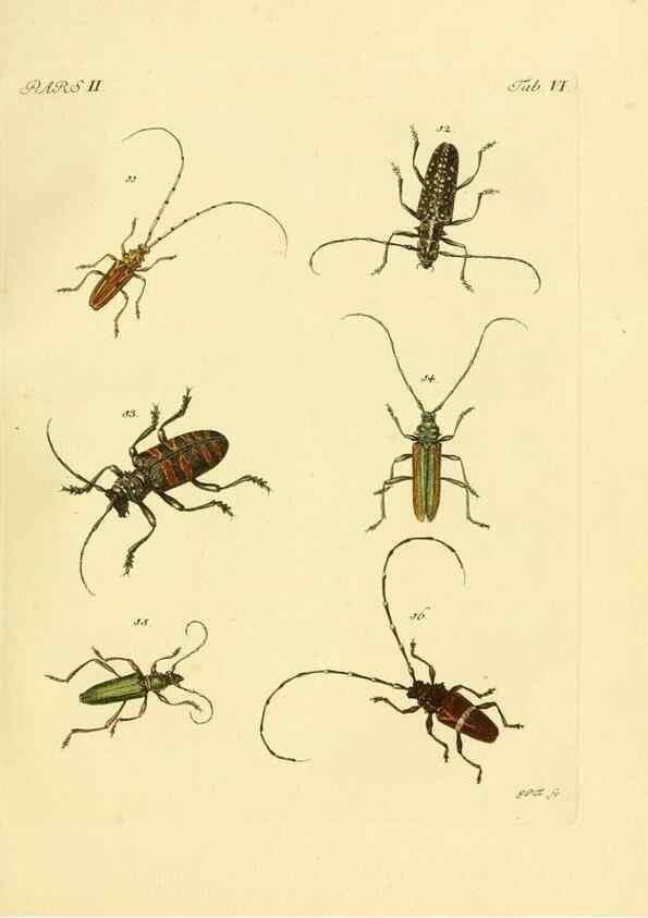 Reproducción/Reproduction 35972492060: J.E. Voet. M Doct. Catalogus systematicus coleopterorum =. À la Haye :Chez G. Bakhusen,[1804]-1806.