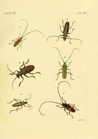 Reproducción/Reproduction 35972492060: J.E. Voet. M Doct. Catalogus systematicus coleopterorum =. À la Haye :Chez G. Bakhusen,[1804]-1806.